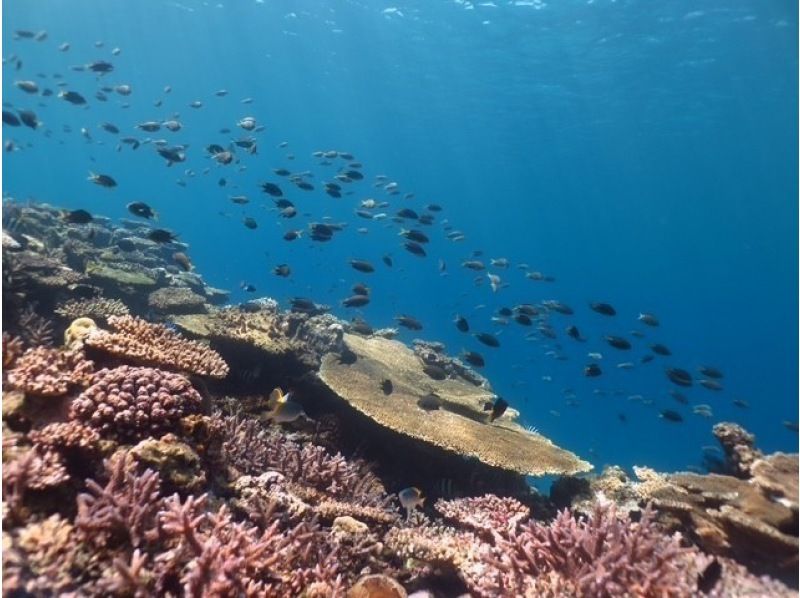 【沖縄・伊平屋島】1組貸切りジェットスキーで行くスキンダイビングツアー（90分コース）おひとり様・当日予約OK《送迎無料》動画データ無料！の紹介画像