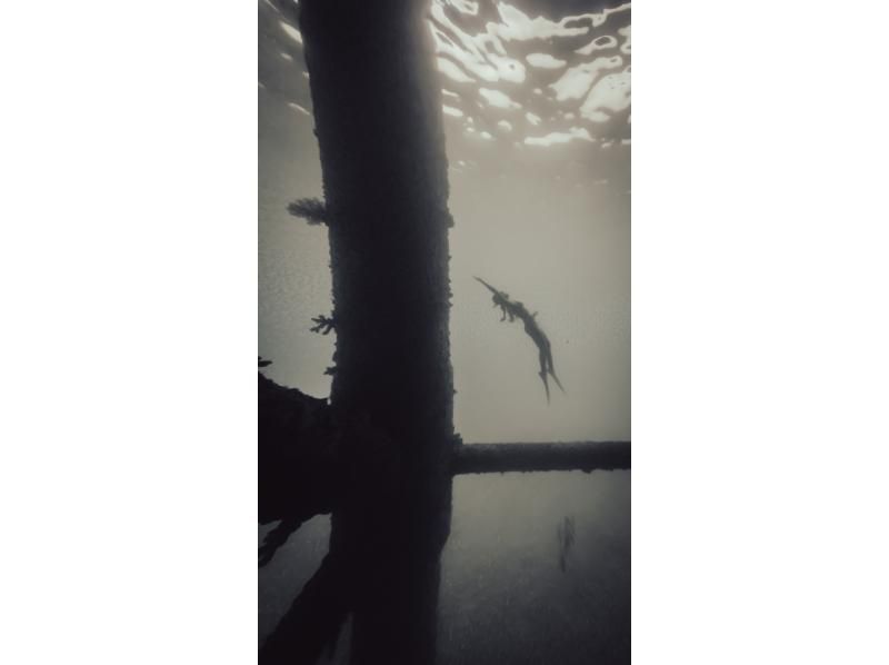 【那覇から送迎込み】ビーチでシュノーケリング体験！（青の洞窟など）追加料金なし！♡撮影、ドローン撮影も無料！の紹介画像