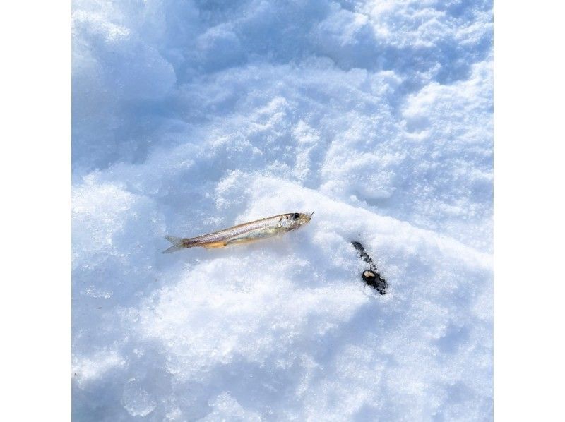 【北海道，札幌】札幌胡瓜鱼垂钓之旅（札幌冰钓）~包含札幌站接送~ 学生特惠の紹介画像