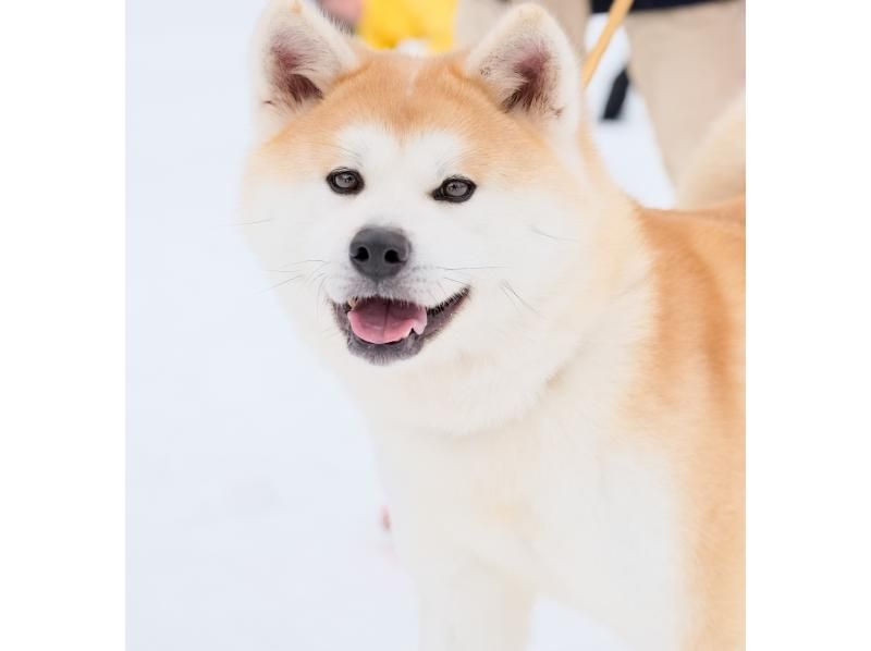 【秋田・湯沢】銀世界の渓谷「小安峡大噴湯」と日帰り温泉ツアー（秋田犬とのふれあい付き！）in 犬っこまつり2日目限定の紹介画像
