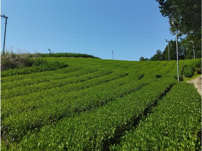 【和歌山・高野山】弘法大師も飲んだ1200年前の平安時代のお茶体験（空海茶）お一人用の紹介画像