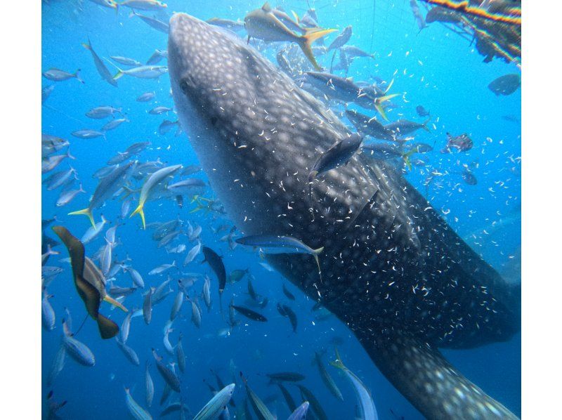 【沖縄・読谷村】初心者大歓迎！！大興奮！！ジンベイザメシュノーケリング！！の紹介画像