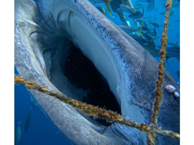 【沖縄・読谷村】初心者大歓迎！！大興奮！！ジンベイザメシュノーケリング！！の紹介画像