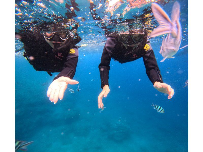 【沖縄・読谷村】初心者大歓迎！！大興奮！！ジンベイザメシュノーケリング！！の紹介画像