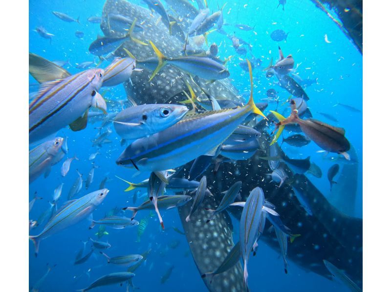 【沖縄・読谷村】初心者大歓迎！！大興奮！！ジンベイザメシュノーケリング！！の紹介画像