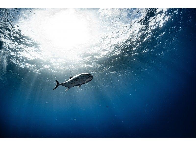 【沖縄・那覇発】国立公園慶良間諸島シュノーケリング｜初心者大歓迎｜1名様で参加OK｜器材レンタル付の紹介画像