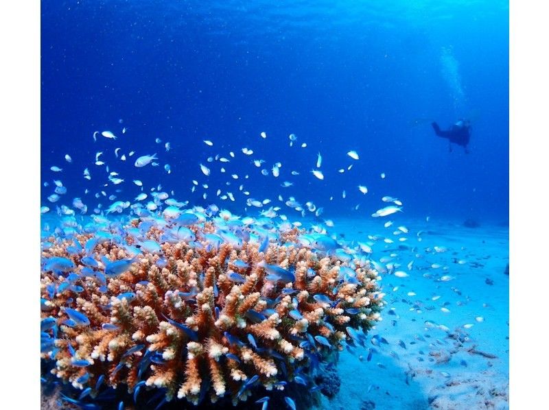 【沖縄・那覇】国立公園慶良間諸島体験ダイビング２ダイブ＋シュノーケリング｜4名様以上の参加OK｜初めてでも安心｜泳げなくてもOKの紹介画像