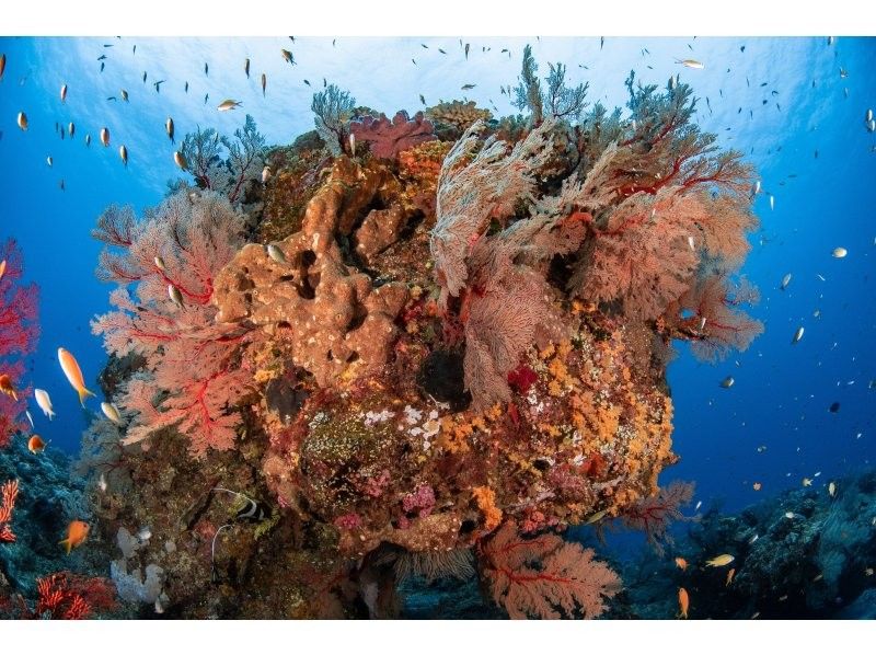 【沖縄・那覇】国立公園慶良間諸島体験ダイビング２ダイブ＋シュノーケリング｜4名様以上の参加OK｜初めてでも安心｜泳げなくてもOKの紹介画像