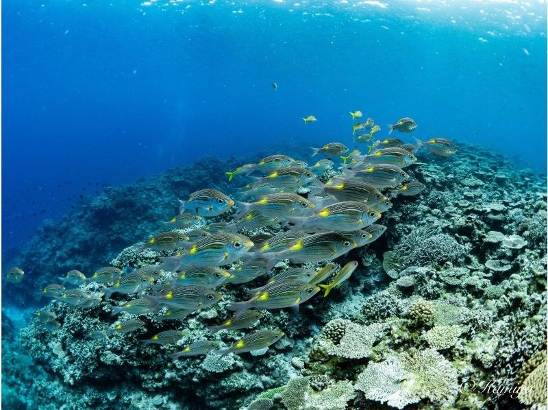 【沖縄・那覇】国立公園慶良間諸島体験ダイビング２ダイブ＋シュノーケリング｜4名様以上の参加OK｜初めてでも安心｜泳げなくてもOKの紹介画像