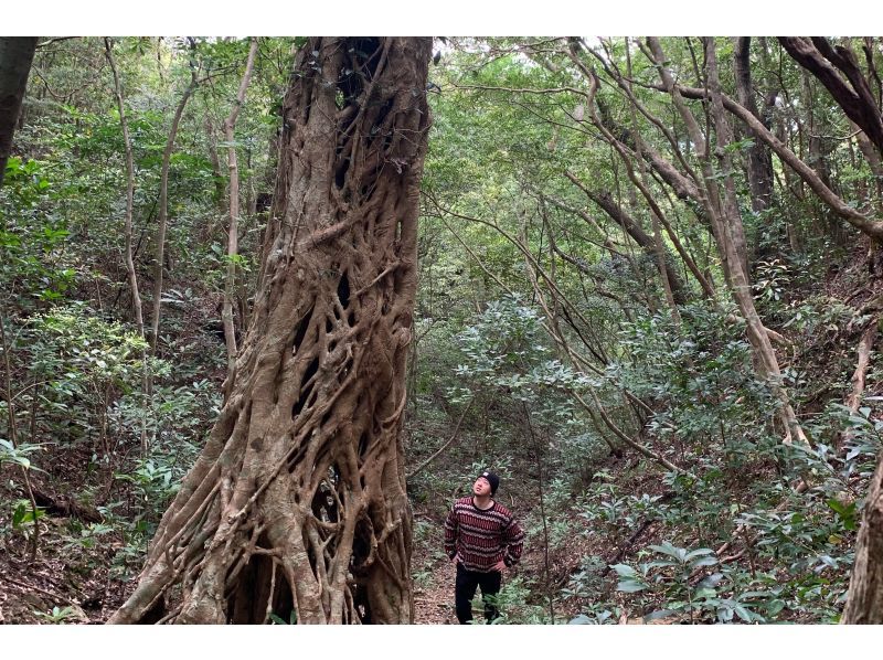 【鹿児島・奄美大島】完全貸し切り！半日ツアー　ケンムンの雰囲気漂う太古の巨木を巡るトレッキングツアーの紹介画像