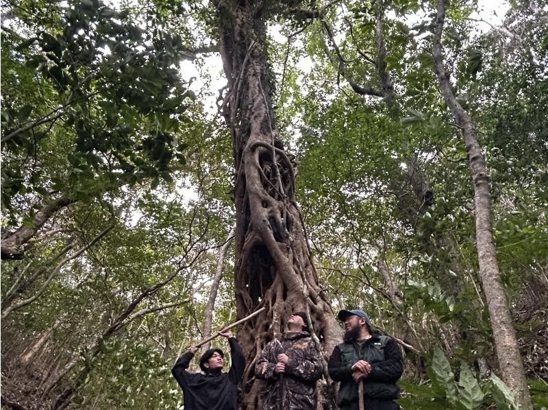【鹿児島・奄美大島】完全貸し切り！半日ツアー　ケンムンの雰囲気漂う太古の巨木を巡るトレッキングツアーの紹介画像