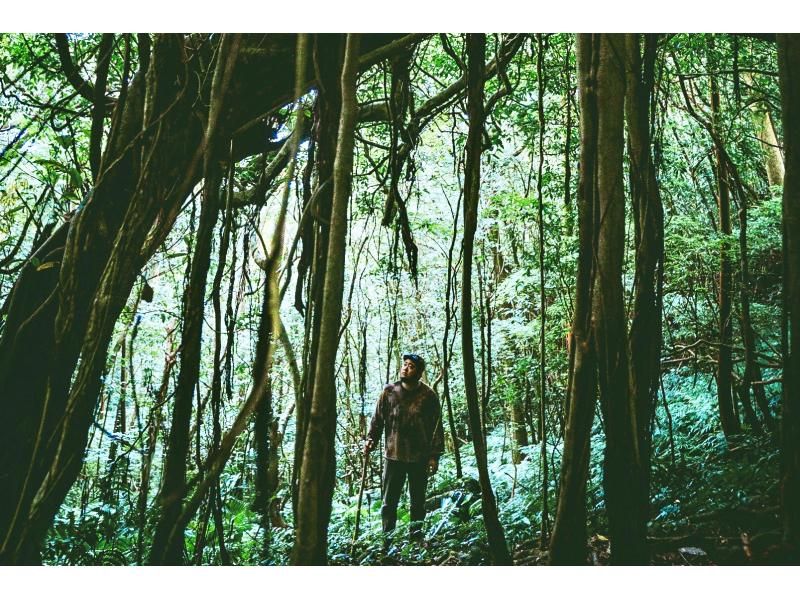 【鹿児島・奄美大島】完全貸し切り！半日ツアー　世界遺産の奄美大島で神秘の原生林でトレッキング　ケンムン宿る巨木を巡る大冒険ツアー！の紹介画像