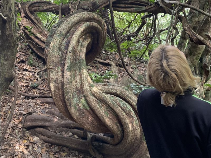【鹿児島・奄美大島】完全貸し切り！半日ツアー　ケンムンの雰囲気漂う太古の巨木を巡るトレッキングツアーの紹介画像