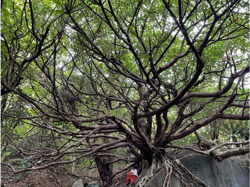 【鹿児島・奄美大島】完全貸し切り！半日ツアー　世界遺産の奄美大島で神秘の原生林でトレッキング　ケンムン宿る巨木を巡る大冒険ツアー！の紹介画像