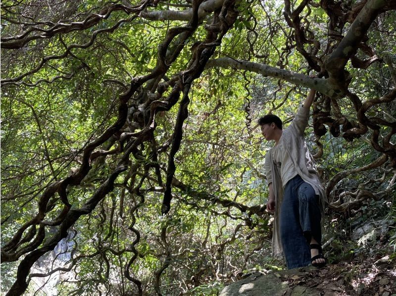 【鹿児島・奄美大島】完全貸し切り！半日ツアー　ケンムンの雰囲気漂う太古の巨木を巡るトレッキングツアーの紹介画像