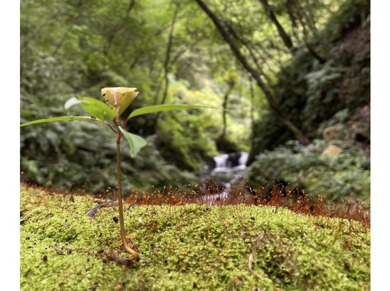 【鹿児島・奄美大島】完全貸し切り！半日ツアー　世界遺産の奄美大島で神秘の原生林でトレッキング　ケンムン宿る巨木を巡る大冒険ツアー！の紹介画像