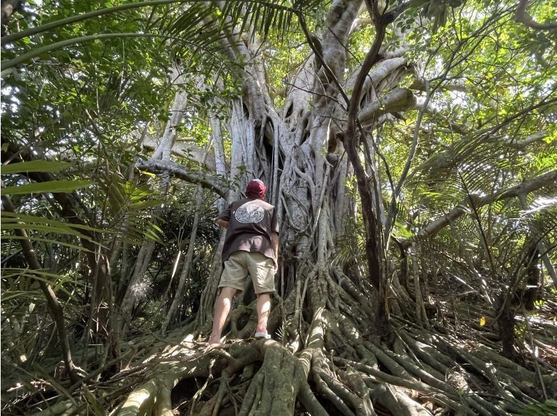 【鹿児島・奄美大島】完全貸し切り！半日ツアー　ケンムンの雰囲気漂う太古の巨木を巡るトレッキングツアーの紹介画像