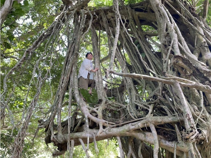 【鹿児島・奄美大島】完全貸し切り！半日ツアー　ケンムンの雰囲気漂う太古の巨木を巡るトレッキングツアーの紹介画像