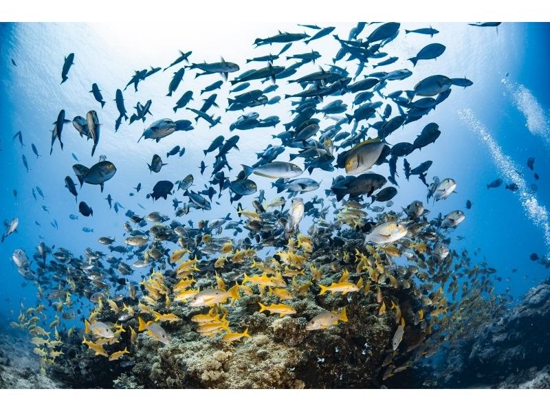 【国立公園慶良間諸島】NAUIオープンウォーター取得コース｜２日間４ダイブ｜4名様以上の参加OK｜事前学習あり｜少人数で安心サポートの紹介画像