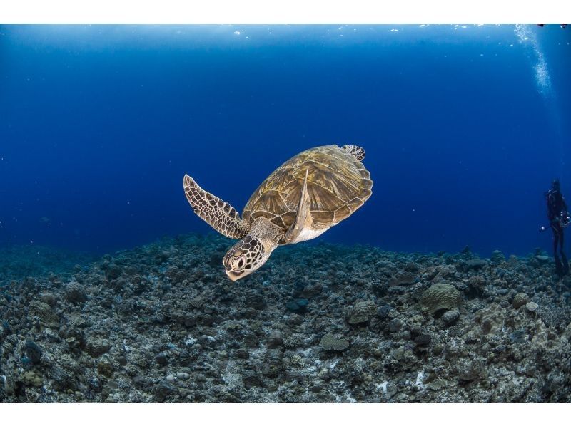 【国立公園慶良間諸島】NAUIオープンウォーター取得コース｜２日間４ダイブ｜4名様以上の参加OK｜事前学習あり｜少人数で安心サポートの紹介画像