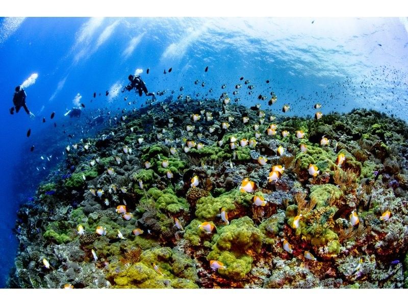 【国立公園慶良間諸島】NAUIオープンウォーター取得コース｜２日間４ダイブ｜4名様以上の参加OK｜事前学習あり｜少人数で安心サポートの紹介画像
