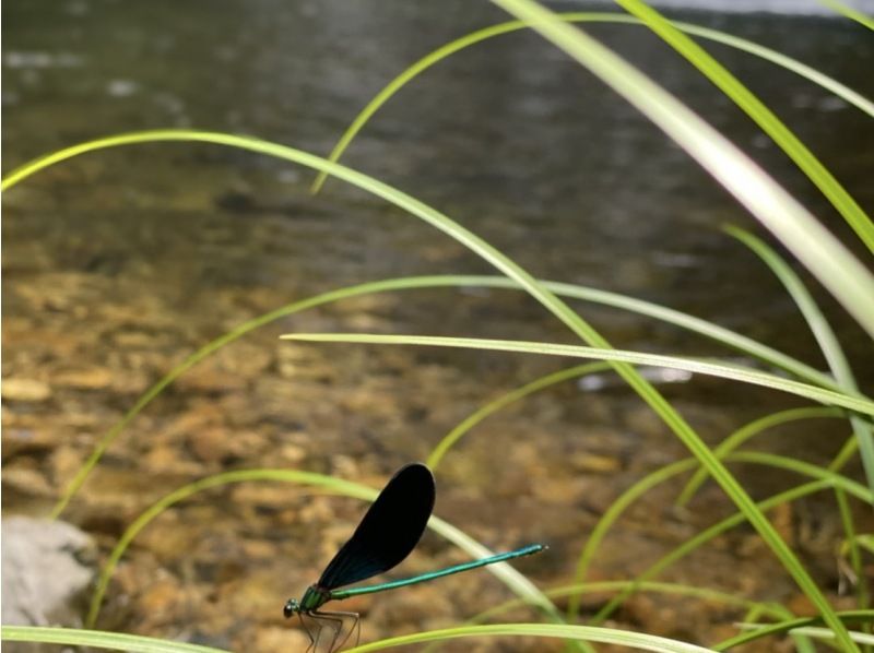 【鹿児島・奄美大島】完全貸し切り半日ツアー！　絶景の神秘の滝を大冒険！　滝遊び川遊び満喫ツアーの紹介画像
