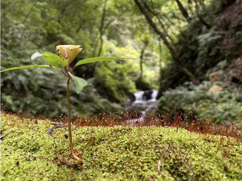 【鹿児島・奄美大島】完全貸し切り半日ツアー！　絶景の神秘の滝を大冒険！　滝遊び川遊び満喫ツアーの紹介画像
