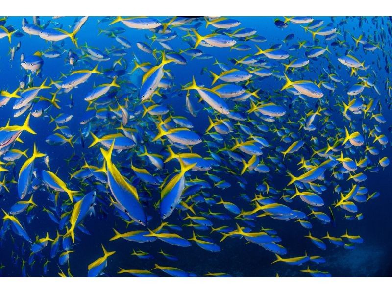 【那覇発】慶良間諸島 ファンダイビング2ダイブ｜2名様～3名様の参加OK｜自社ボート｜器材レンタル無料｜初心者大歓迎｜安心ガイドの紹介画像