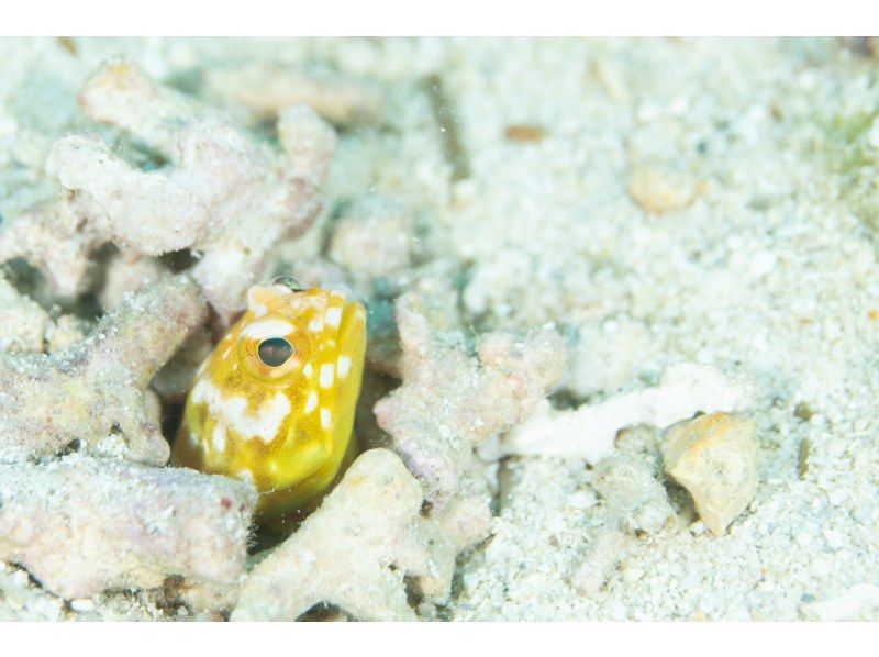 距離美麗海水族僅15分鐘路程 [崎本部綠地] 選擇您的活動 ❤️ 浮潛、水肺潛水、自由潛水‼ ️ 免費照片和影片禮品の紹介画像