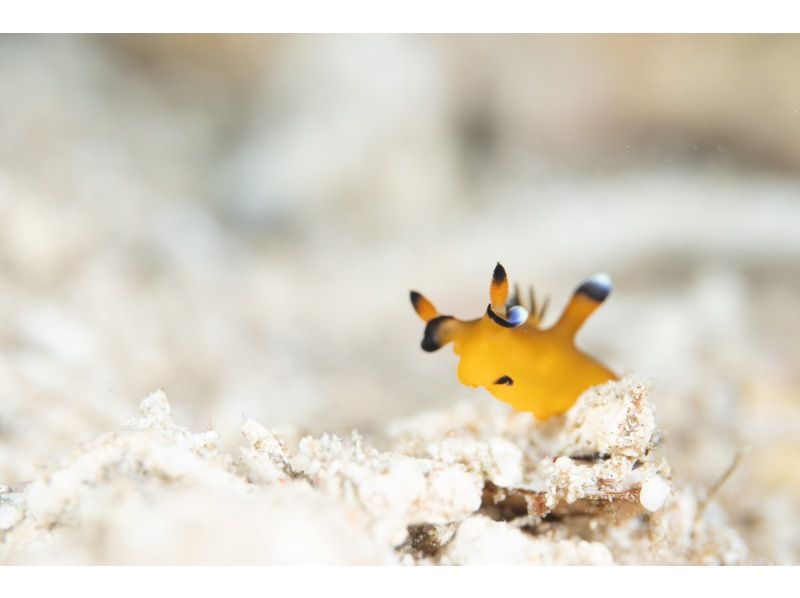 距離美麗海水族僅15分鐘路程 [崎本部綠地] 選擇您的活動 ❤️ 浮潛、水肺潛水、自由潛水‼ ️ 免費照片和影片禮品の紹介画像