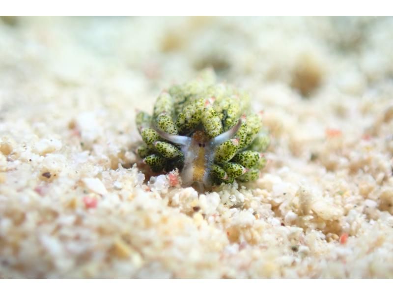 距離美麗海水族僅15分鐘路程 [崎本部綠地] 選擇您的活動 ❤️ 浮潛、水肺潛水、自由潛水‼ ️ 免費照片和影片禮品の紹介画像