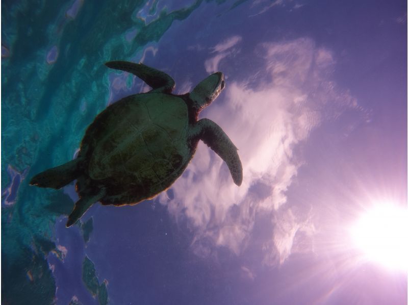 【沖縄・宮古島】初心者・お子様・お一人様も大歓迎〜海ガメシュノーケルツアー！（プライベート1組限定）の紹介画像