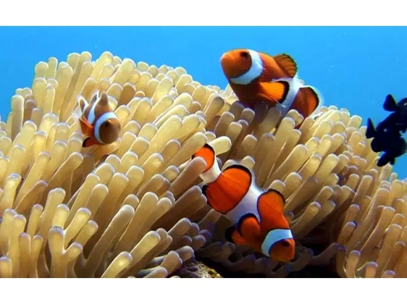 【冲绳庆良间】一日船潜体验の紹介画像