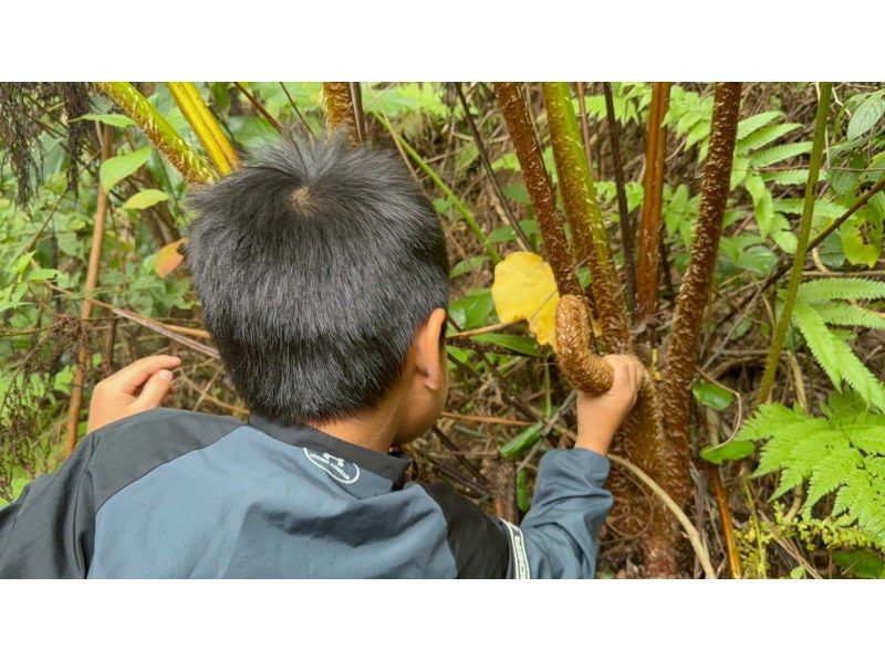 "Northern Okinawa Island" Survival Mission Tour! A packed tour that includes jungle food hunting, fishing, and fire-making pizza making. Recommended for children and families.の紹介画像