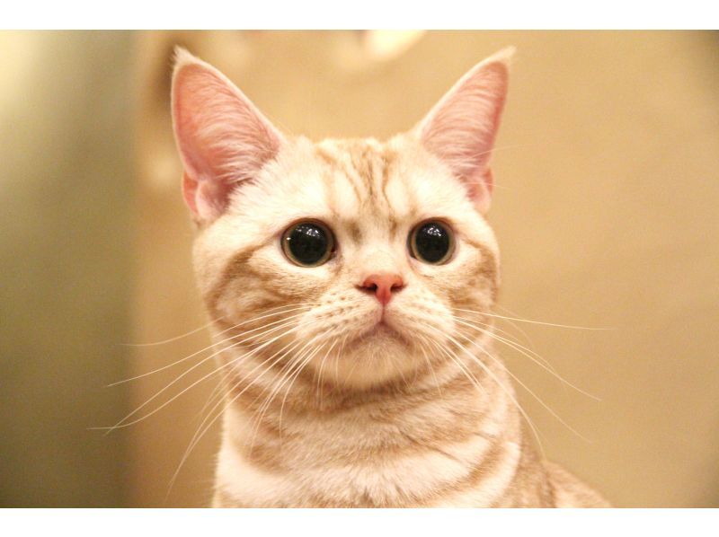 【东京吉祥寺】不限时！安全舒适的室内猫咪咖啡厅，雨天好去处~距离吉祥寺站步行5分钟，无年龄限制の紹介画像