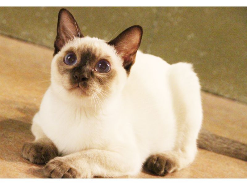 【东京吉祥寺】不限时！安全舒适的室内猫咪咖啡厅，雨天好去处~距离吉祥寺站步行5分钟，无年龄限制の紹介画像