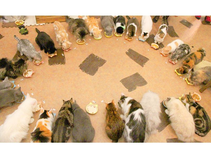 【东京吉祥寺】不限时！安全舒适的室内猫咪咖啡厅，雨天好去处~距离吉祥寺站步行5分钟，无年龄限制の紹介画像