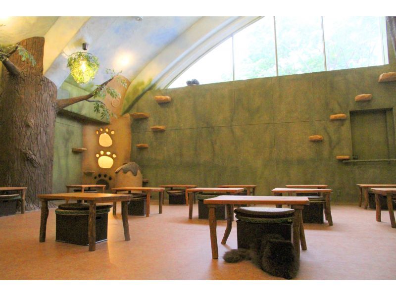 【东京吉祥寺】不限时！安全舒适的室内猫咪咖啡厅，雨天好去处~距离吉祥寺站步行5分钟，无年龄限制の紹介画像