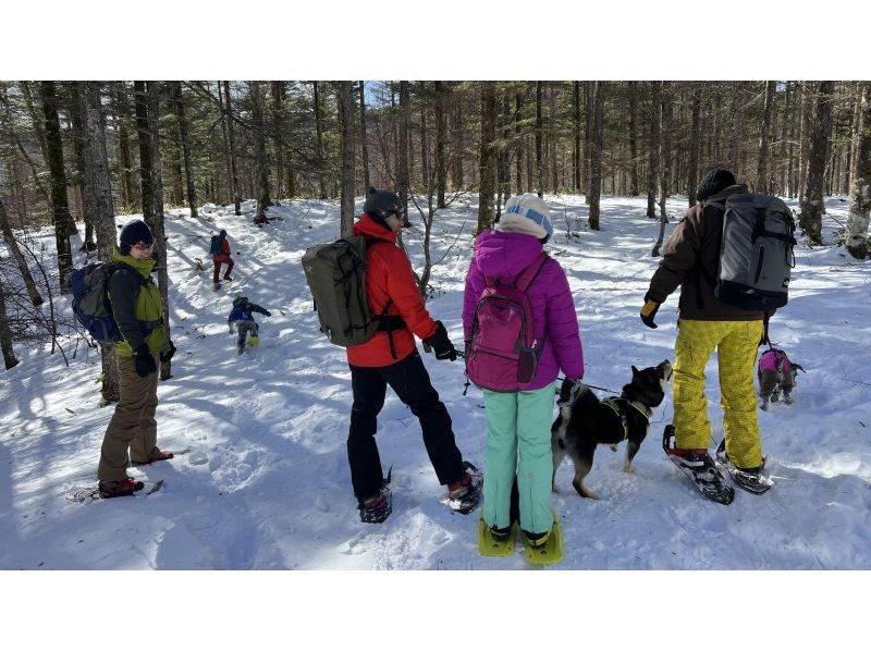 [Yamagata, Zao] Snow Forest Snow Walk - Dogs are welcome! Enjoy your first snow experience in the great outdoors of DEEP ZAO Zao Bodaira!の紹介画像
