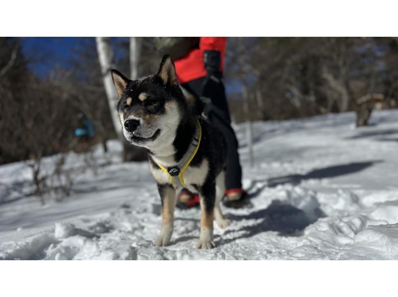 [Yamagata, Zao] Snow Forest Snow Walk - Dogs are welcome! Enjoy your first snow experience in the great outdoors of DEEP ZAO Zao Bodaira!の紹介画像