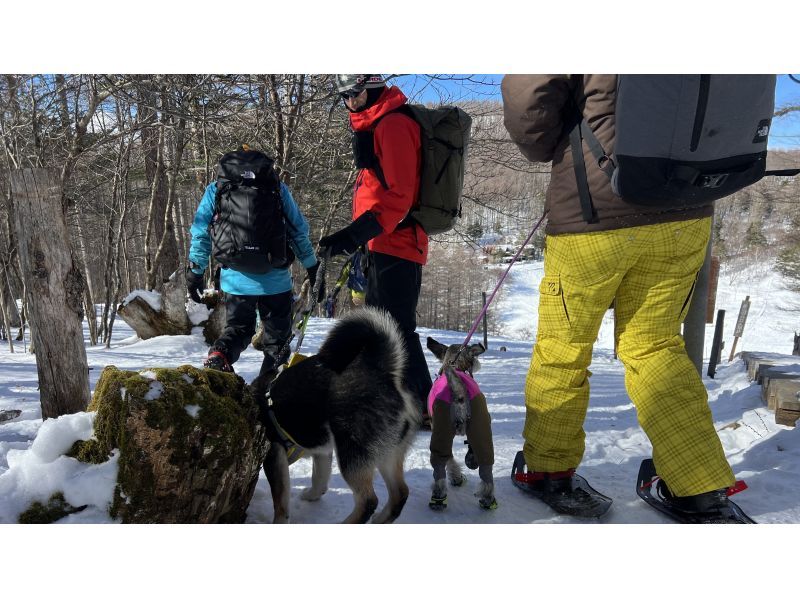 [Yamagata, Zao] Snow Forest Snow Walk - Dogs are welcome! Enjoy your first snow experience in the great outdoors of DEEP ZAO Zao Bodaira!の紹介画像