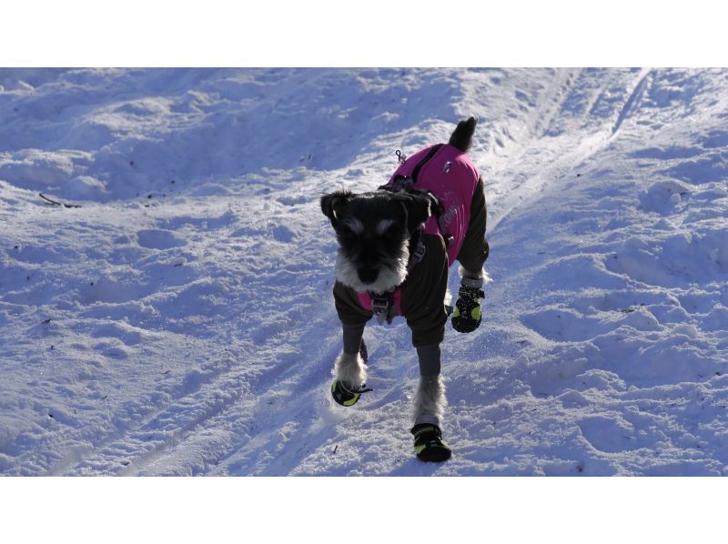 [Yamagata, Zao] Snow Forest Snow Walk - Dogs are welcome! Enjoy your first snow experience in the great outdoors of DEEP ZAO Zao Bodaira!の紹介画像