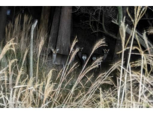 【宮崎・鹿児島/えびの高原】初心者向け・夜の山歩き★えびの高原ナイトハイク 【宮崎・鹿児島/えびの高原】初心者向け・夜の山歩き★えびの高原ナイトハイク