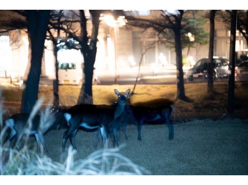 【宮崎・鹿児島/えびの高原】初心者向け・夜の山歩き★えびの高原ナイトハイク 【宮崎・鹿児島/えびの高原】初心者向け・夜の山歩き★えびの高原ナイトハイク