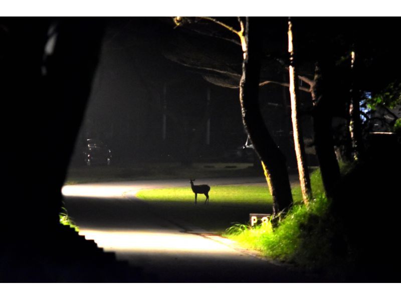 【宮崎・鹿児島／えびの高原】初心者向け・夜の山歩き★えびの高原ナイトハイクの紹介画像