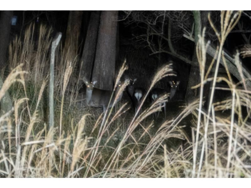 【宮崎・鹿児島／えびの高原】初心者向け・夜の山歩き★えびの高原ナイトハイクの紹介画像