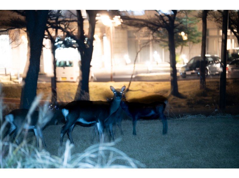 【宮崎・鹿児島／えびの高原】初心者向け・夜の山歩き★えびの高原ナイトハイクの紹介画像