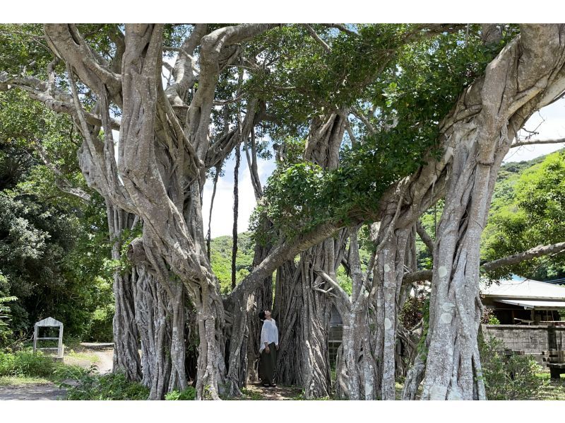 【奄美大島　秘境大冒険ツアー】完全貸し切り！丸っと1日ツアー　世界遺産の山の魅力詰め合わせ！　生命の巨木トレッキングと神秘の滝で川遊び！の紹介画像