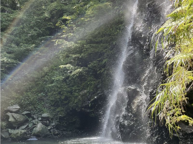【奄美大島　秘境大冒険ツアー】完全貸し切り！丸っと1日ツアー　世界遺産の山の魅力詰め合わせ！　生命の巨木トレッキングと神秘の滝で川遊び！の紹介画像
