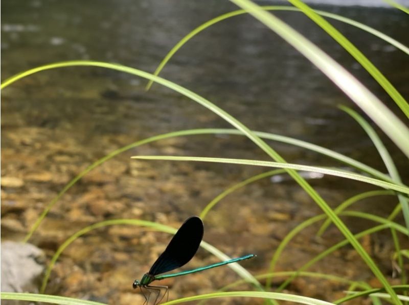 【奄美大島　秘境大冒険ツアー】完全貸し切り！　世界遺産の森の魅力詰め合わせ！　生命の巨木トレッキングと神秘の滝で川遊び！の紹介画像